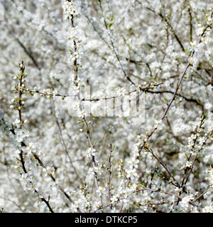 Weiße Blackthorn Blüte Zweige Stockfoto