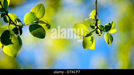 Nahaufnahme der Blätter wachsen an Zweigen Stockfoto