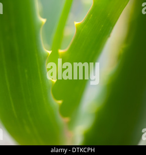 Nahaufnahme der Aloe Vera Pflanze Stockfoto