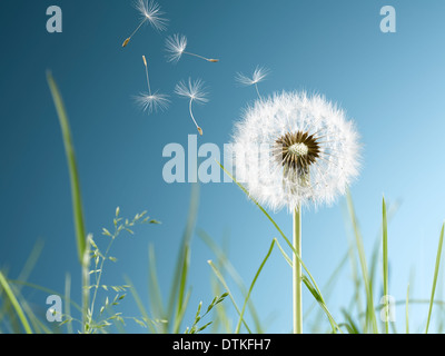 Nahaufnahme von Löwenzahn Pflanze, die im Wind wehen Stockfoto