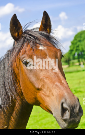 Pferd-Porträt Stockfoto