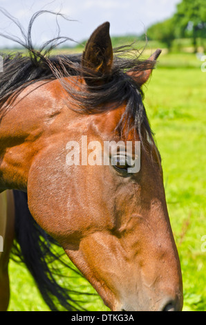 Pferd-Porträt Stockfoto