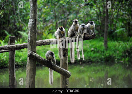 Madagaskar, Andasibe, Ile Aux Lemuriens, Gruppe von Verreaux Sifaka (Propithecus verreauxi Stockfoto