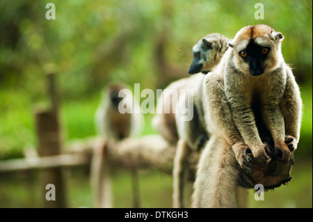 Madagaskar, Andasibe, Ile Aux Lemuriens, Gruppe von Verreaux Sifaka (Propithecus verreauxi Stockfoto