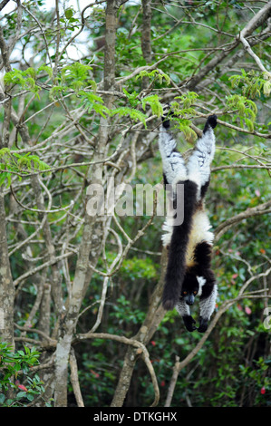 Madagaskar, Andasibe, Ile Aux Lemuriens, Coquerel Sifaka (Propithecus Coquereli) an Bäumen hängen Stockfoto