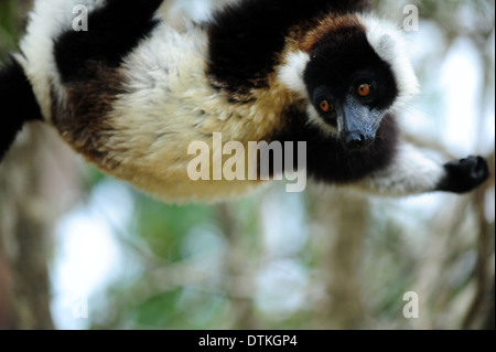 Madagaskar, Andasibe, Ile Aux Lemuriens, Coquerel Sifaka (Propithecus Coquereli) an Bäumen hängen Stockfoto