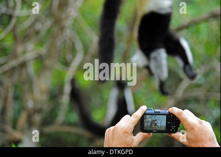 Madagaskar, Andasibe, Ile Aux Lemuriens, Tourist unter Bild der Coquerel Sifaka (Propithecus Coquereli) Stockfoto