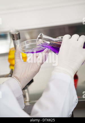 Techniker, die lila Flüssigkeit in Petrischale gießen Stockfoto