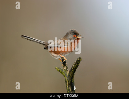 Dartford Warbler Sylvia undata Stockfoto