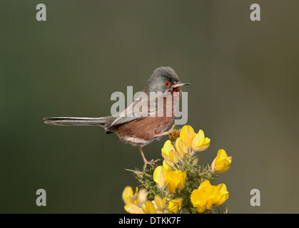 Dartford Warbler Sylvia undata Stockfoto