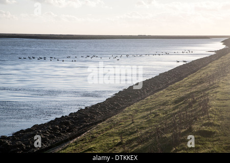 Havergate Insel über den Gull Kanal Teil des Flusses Erzes gesehen von Gedgrave, Suffolk, England Stockfoto