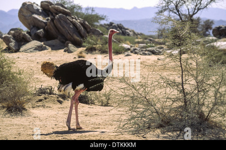 RED-NECKED Strauß (Struthio Camelus) IN der Wüste von Saudi-Arabien Stockfoto