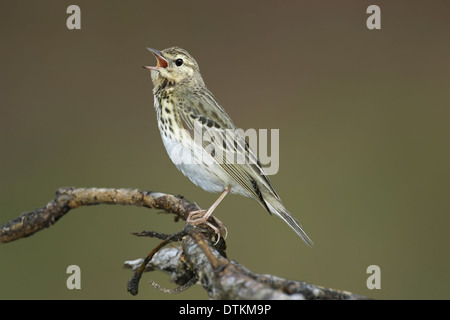 Baum Pieper Anthus trivialis Stockfoto