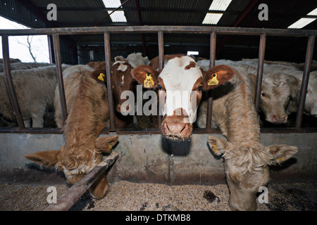 Kühe füttern in einer Scheune auf einem Bauernhof in den Scottish Borders. Stockfoto