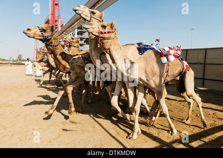 Start des Rennens im Dubai Camel Racing Club in Al Marmoum in Dubai Vereinigte Arabische Emirate Stockfoto