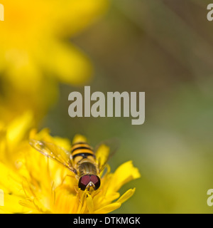 Hoverfly auf Löwenzahn Stockfoto