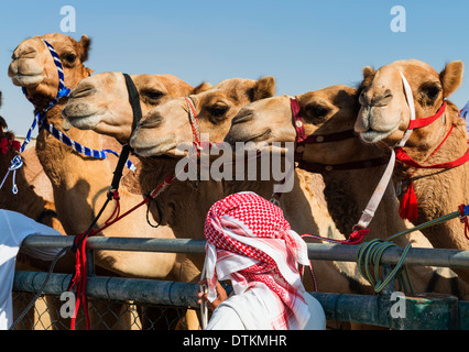 Kamelrennen in Dubai Camel Racing Club in Al Marmoum in Dubai Vereinigte Arabische Emirate Stockfoto