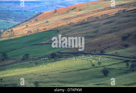 SCHAFE AUF EINEM HÜGEL IN DER BRECON-BEACONS-WALES Stockfoto