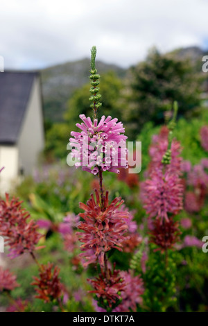 Erica Verticillata in Kirstenbosch Botanical Gardens, Cape Town, Südafrika. Stockfoto