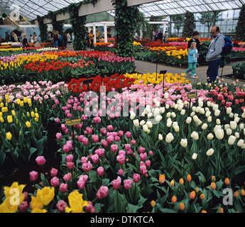 Tulpe-Anzeige im Keukenhof auch bekannt als der Garten Europas, der weltweit größten Blumengarten Stockfoto