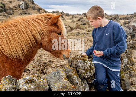 Junge, die Fütterung einer isländischen Pony, Island Stockfoto