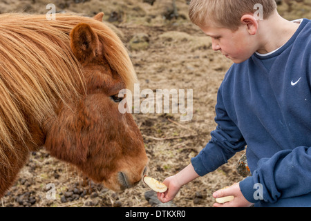 Junge, die Fütterung einer isländischen Pony, Island Stockfoto