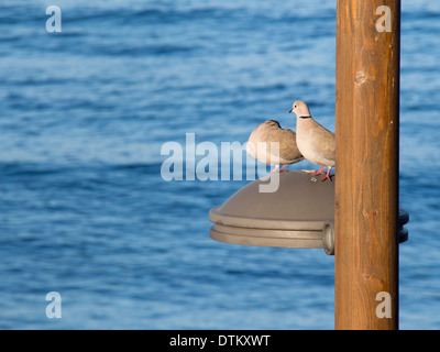 Zwei Barbary Tauben auf einen Laternenpfahl in Playa de Las Americas Teneriffa Spanien, Blick auf den Atlantischen Ozean Stockfoto