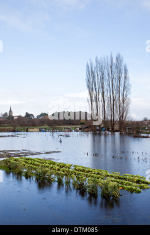 Bei Soorts Hossegor (Landes - Frankreich), ein Salat-Patch von einer Zuteilung der Flut zum Zeitpunkt eines sintflutartigen Winters entstehende Stockfoto
