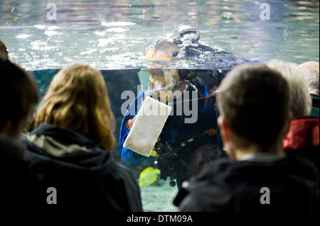 Ein Taucher Reinigung ein Aquariumbecken vor Zuschauern Stockfoto