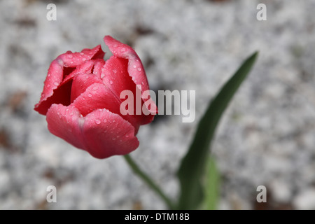 Rote Tulpe, bedeckt in Regentropfen Stockfoto