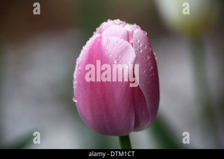 Regentropfen auf einer einzigen rot/rosa Tulpe Stockfoto