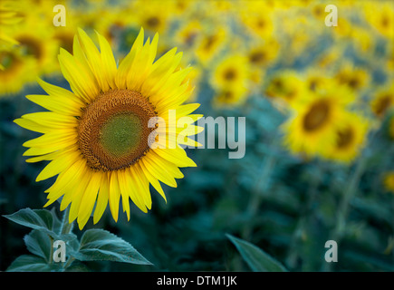 Sonnenblumenfeld mit einem unscharfen Hintergrund Stockfoto