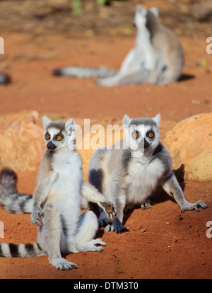 eine Gruppe von Ring tailed Lemur Sonnenbaden am Morgen Stockfoto