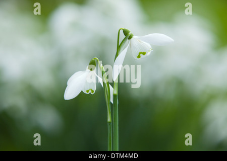 Schneeglöckchen (Galanthus) in der englischen Landschaft im Winter. North Lincolnshire, UK. Februar 2014. Stockfoto