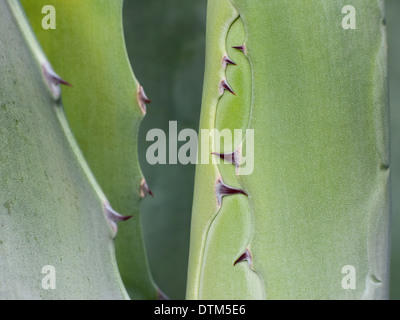 Detail der Agavenblättern Stockfoto