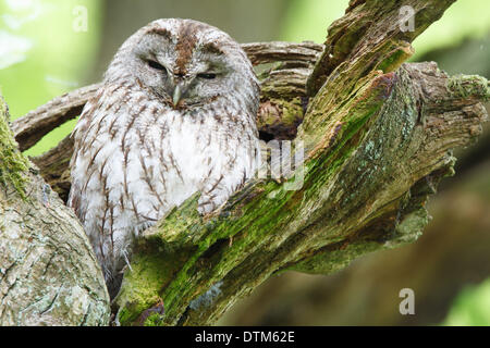 Ein Waldkauz (Strix Aluco) sitzen auf seinem Baum schlafen und ruhen während des Tages von der anstrengenden Jagd nach Beute in der Dämmerung aus. Stockfoto