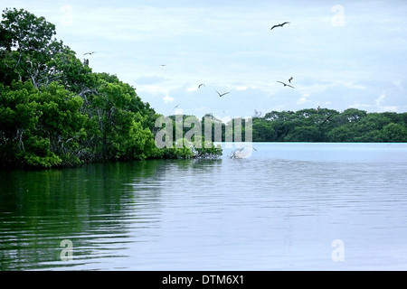 Tölpel und Mangroven bei Boca de Bobos Los Roques Nat. Park Venezuela Stockfoto