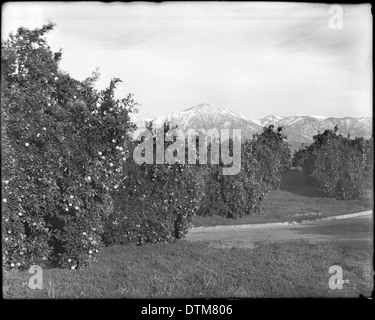 Ein Foto, das den Blick auf den schneebedeckten Mt. San Bernardino aus einem Orangenhain in Redlands, Kalifornien, um 1900. Das Bild zeigt den Kontrast zwischen dem schneebedeckten Berg und den Zitrusbäumen. Stockfoto