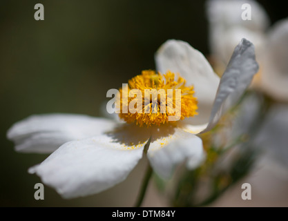 Matilija Mohnblume Blüte (Romneya Coulteri) Nahaufnahme Stockfoto