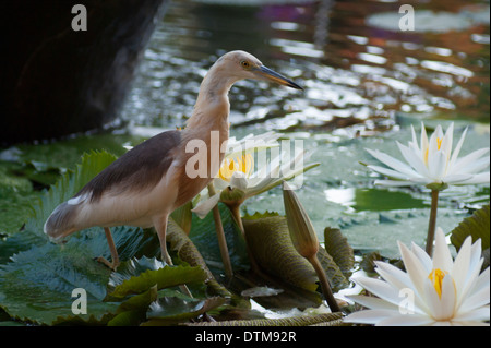 Ein Java Teich Heron-Angeln in den Hotel-Garten-Pools in Bali, Indonesien Stockfoto
