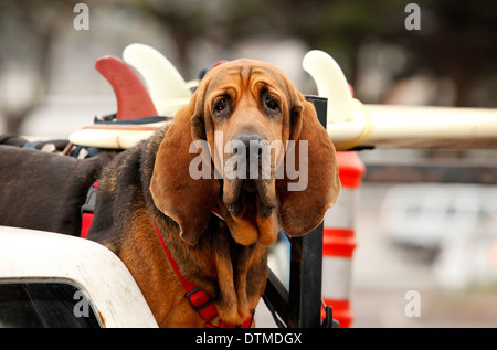 Roter Hund Bluthund im Auto Stockfoto