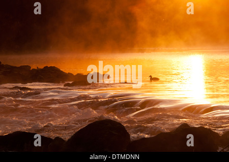 Nebligen Herbst rote Sonnenaufgang mit Mallard Ente schwimmen über die Stromschnellen der Boise River, Boise, Idaho, USA Stockfoto