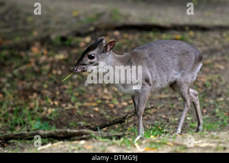 Ducker, erwachsenes Weibchen blau / (Cephalophus Monticola) Stockfoto