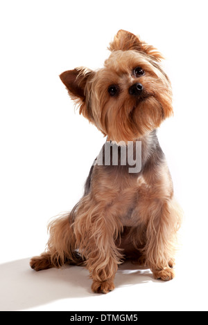Yorkshire Terrier, sitzend und Blick in die Kamera vor weißem Hintergrund Stockfoto