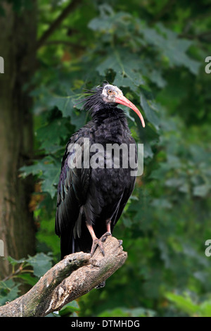 Nördlichen Waldrappen / (Geronticus Eremita) Stockfoto