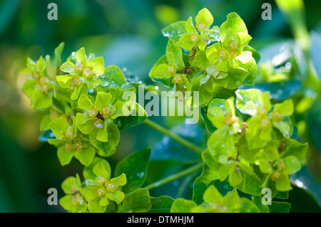 Tau bedeckt Euphorbia Nereidum. Wisley RHS Gärten. Stockfoto