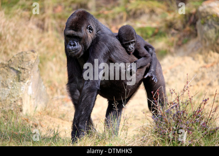 Flachlandgorilla, Erwachsene Frau mit Baby auf dem Rücken, Afrika / (Gorilla Gorilla Gorilla) Stockfoto