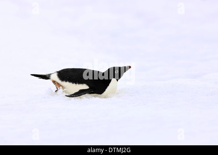 Adelie Penguin, Erwachsenen Dahingleiten auf Bauch im Schnee, Antarktis, Devil Island, Weddell-Meer / (Pygoscelis Adeliae) Stockfoto