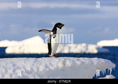Adelie Penguin, Erwachsene auf Eisscholle, Antarktis, Devil Island, Weddell-Meer / (Pygoscelis Adeliae) Stockfoto