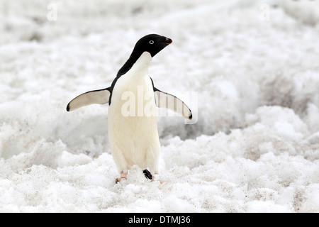 Adelie Penguin, Erwachsene im Schnee, Antarktis, Devil Island, Weddell-Meer / (Pygoscelis Adeliae) Stockfoto